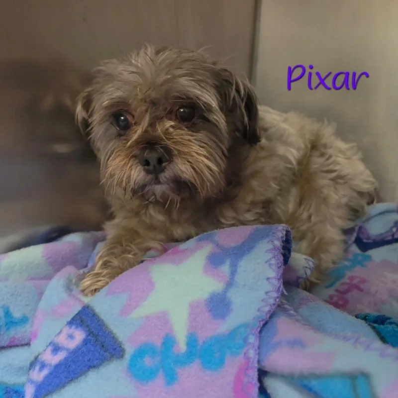 A senior small-sized male Gray / Blue / Silver Shih Tzu dog named Pixar for adoption in Parkersburg, WV