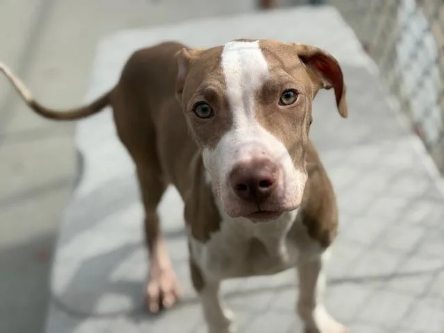 A young small-sized male Pit Bull Terrier dog named Tarius for adoption in Tulsa, OK