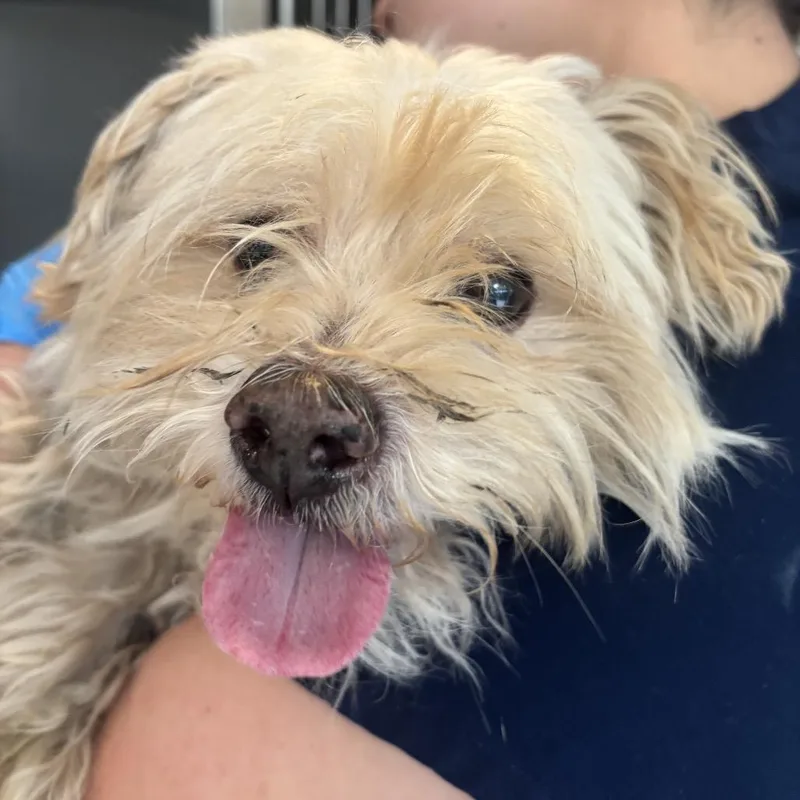 A senior small-sized male White / Cream Maltese dog named Billy for adoption in Ojai, CA