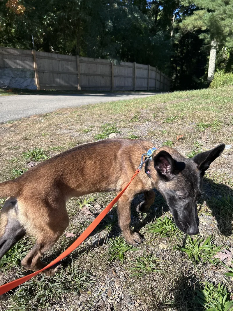 A baby medium-sized female Belgian Shepherd / Malinois dog named Lily for adoption in Duxbury, MA