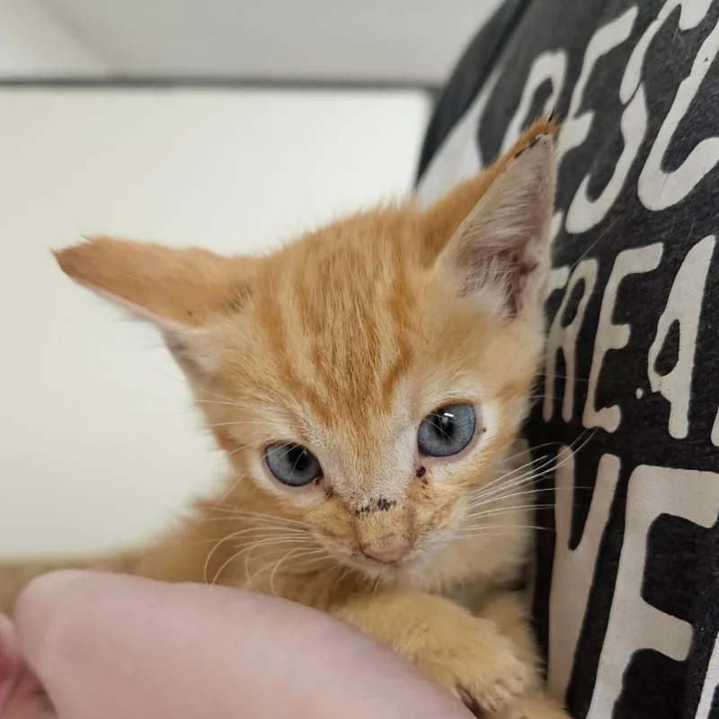 A baby small-sized male Orange / Red Domestic Short Hair cat named Dr. Pepper for adoption in Hattiesburg, MS