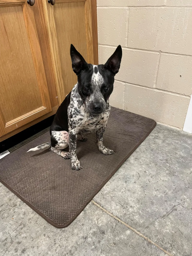 A young medium-sized female Harlequin Cattle Dog dog named Canyon for adoption in Boonville, MO
