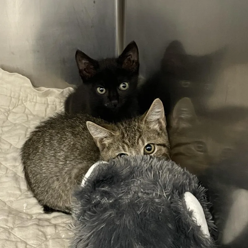 A baby small-sized male Brown / Chocolate Domestic Short Hair cat named Robin for adoption in Dickinson, TX