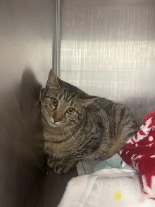 An adult large-sized female Domestic Short Hair cat named Moesha for adoption in West Chester, PA