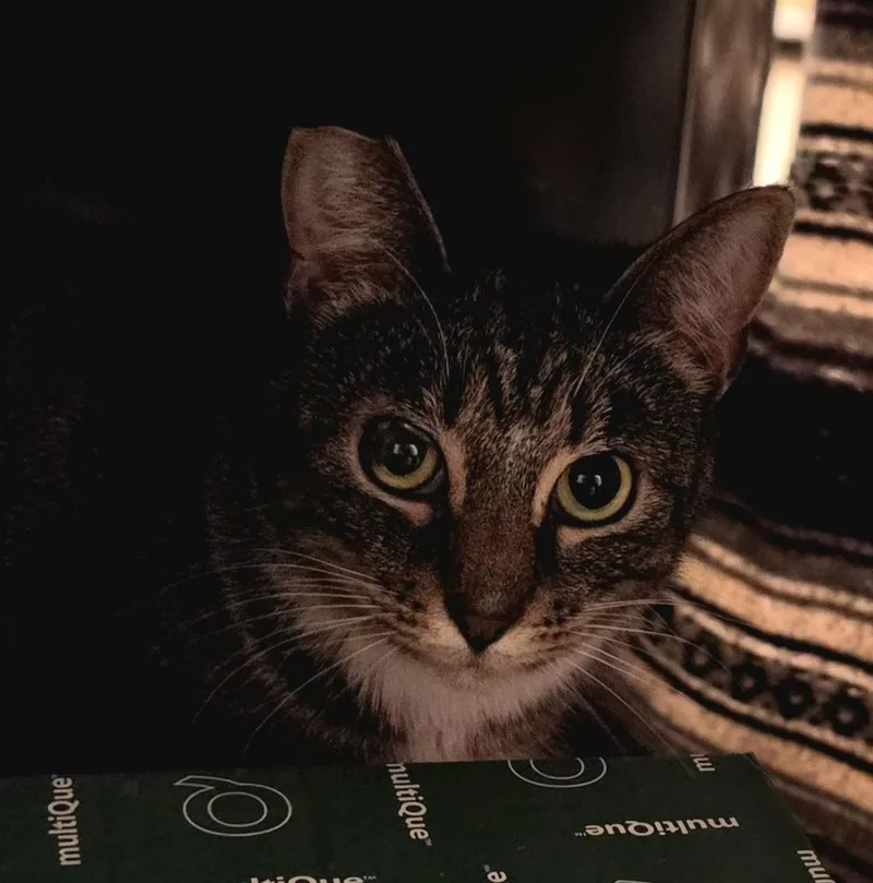An adult medium-sized male Tabby (Tiger Striped) Domestic Short Hair cat named Kent for adoption in Whiting, IN