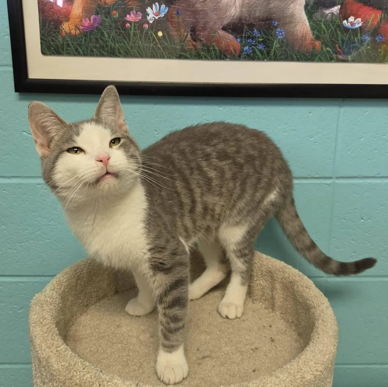 An adult medium-sized male Tabby (Gray / Blue / Silver) Domestic Short Hair cat named Flint for adoption in Chilton, WI