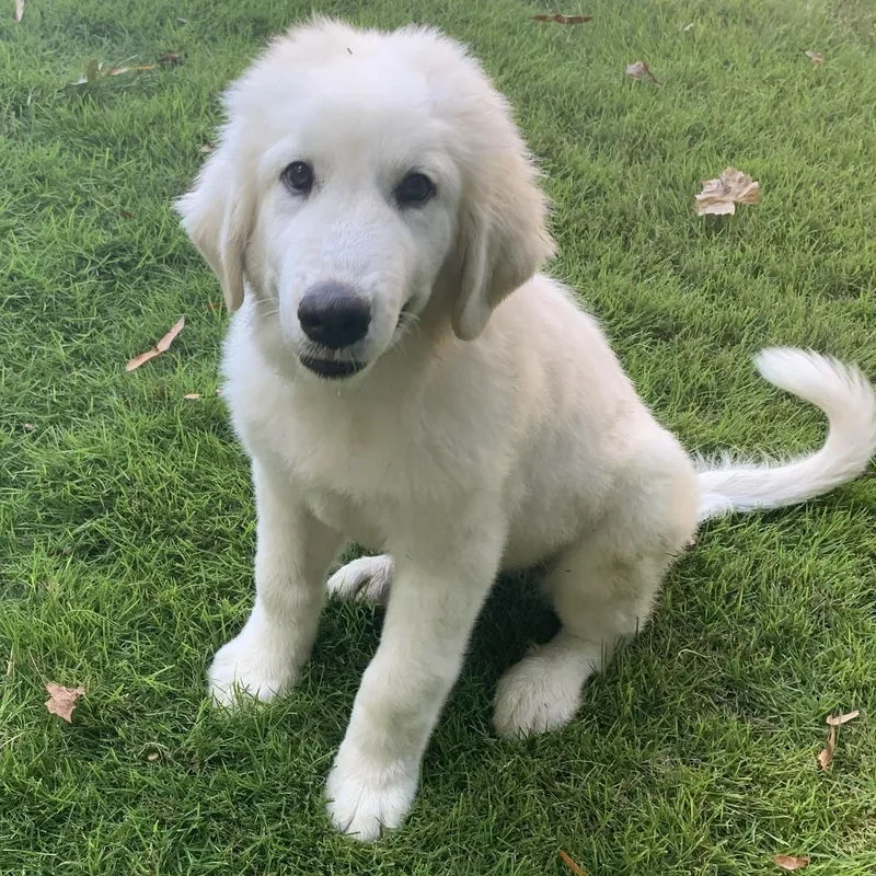 A baby large-sized female Great Pyrenees dog named The August Litter for adoption in Atlanta, GA