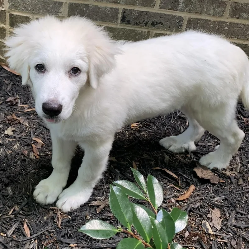 The August Litter thumbnail 2