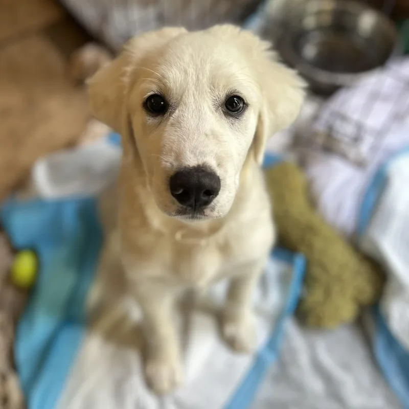 The August Litter thumbnail 3