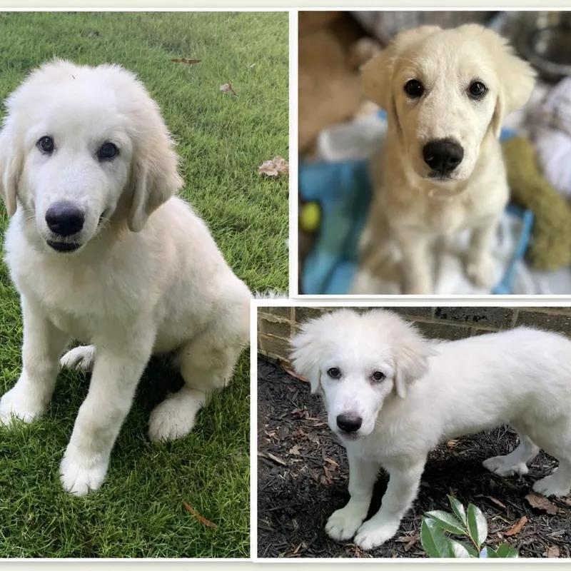 The August Litter thumbnail 4