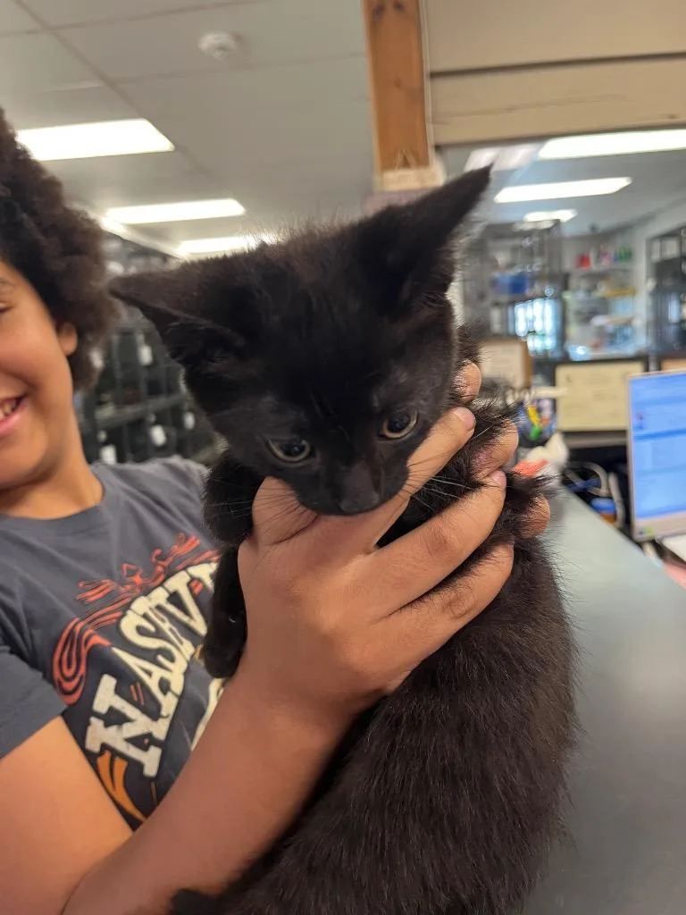 A baby medium-sized female Domestic Medium Hair cat named Tiffany for adoption in Saginaw, MI