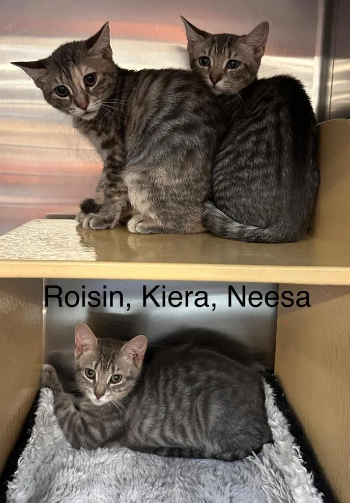 A baby large-sized female Domestic Short Hair cat named Kiera for adoption in Ewing, NJ