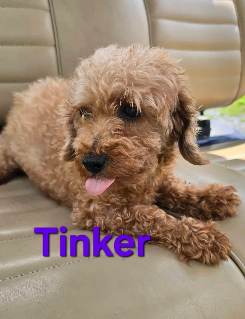 A young medium-sized female Poodle dog named Tinker for adoption in Seaford, DE