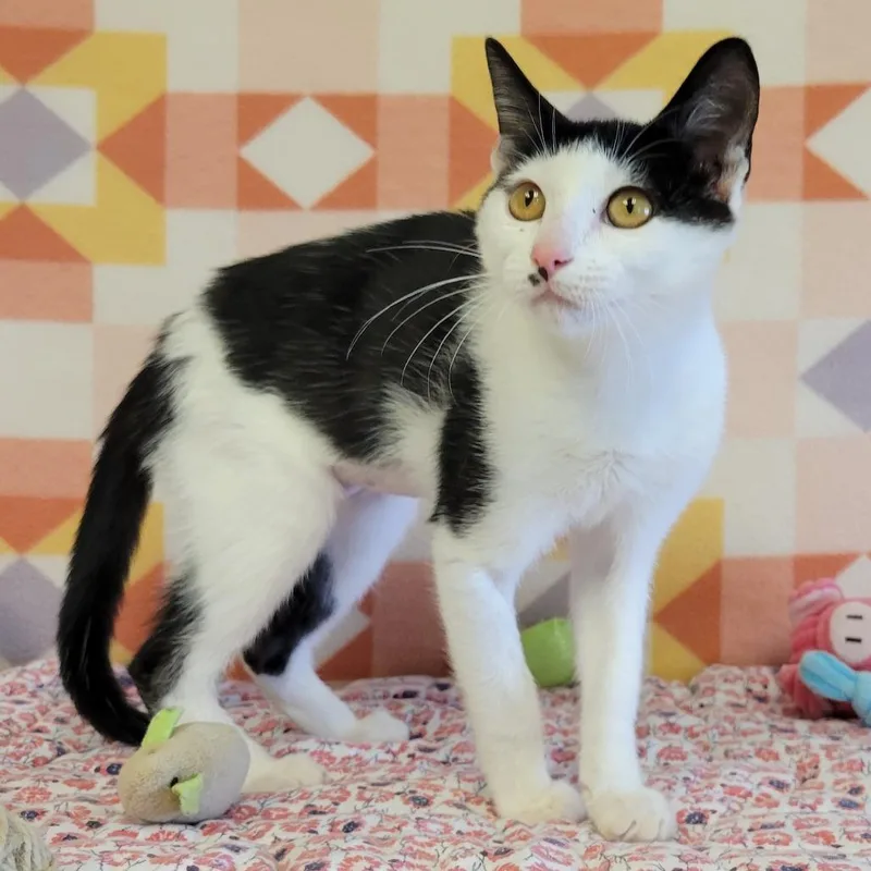 A baby small-sized female White Domestic Short Hair cat named Jelly Cube for adoption in Austin, TX