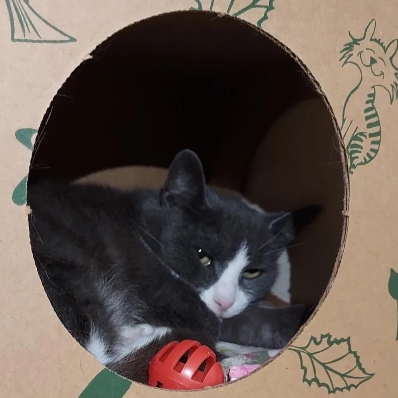 An adult medium-sized female Gray / Blue / Silver Domestic Short Hair cat named Eclair for adoption in Dayton, OH