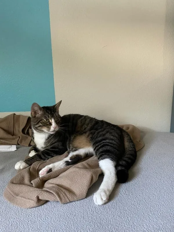 An adult large-sized male Domestic Short Hair cat named Brody for adoption in Rochester, WA