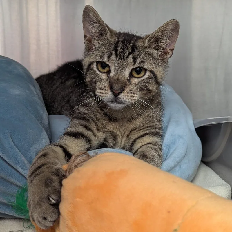 A baby small-sized male Brown / Chocolate Domestic Short Hair cat named Nino for adoption in Evansville, IN