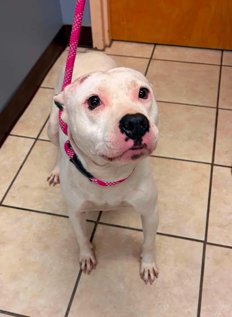An adult medium-sized female Terrier dog named Orchid for adoption in Holbrook, NY