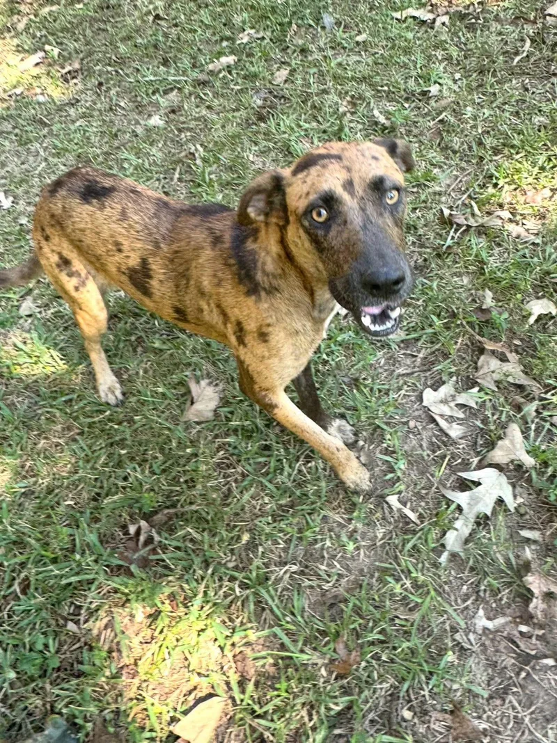 A young medium-sized female Merle (Red) Catahoula Leopard Dog dog named Hammie for adoption in Alexandria, LA