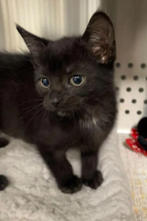 A baby small-sized female Domestic Short Hair cat named Midnight for adoption in Jackson, MI