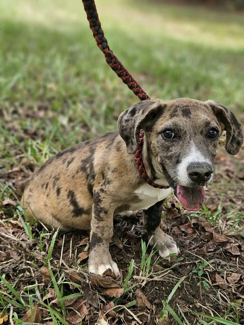 A baby medium-sized female Dachshund dog named Clarabelle LOCAL for adoption in Wakefield, RI