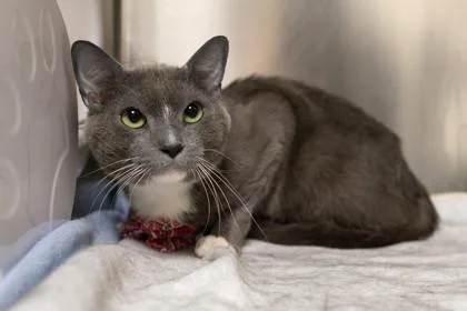 An adult medium-sized male Domestic Short Hair cat named Graham for adoption in Ringoes, NJ