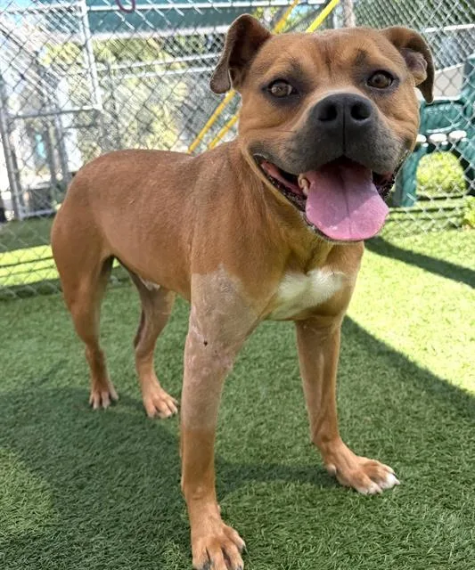 A young medium-sized male Mixed Breed dog named Goose for adoption in Columbia, SC