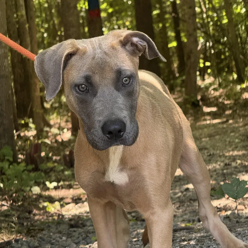 A young medium-sized male Yellow / Tan / Blond / Fawn Terrier dog named Marshall for adoption in Meherrin, VA