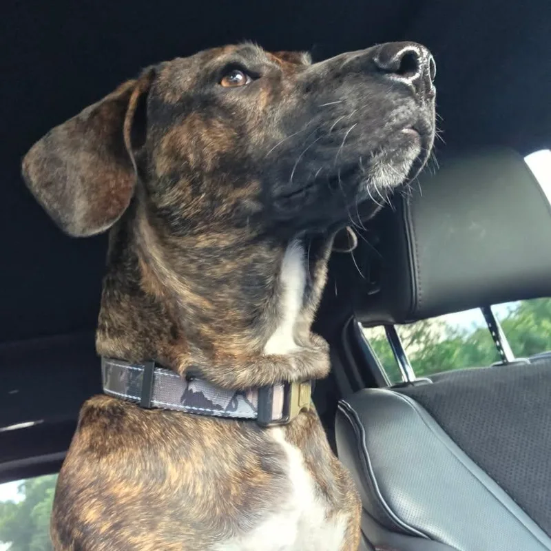 Brewster thumbnail 3