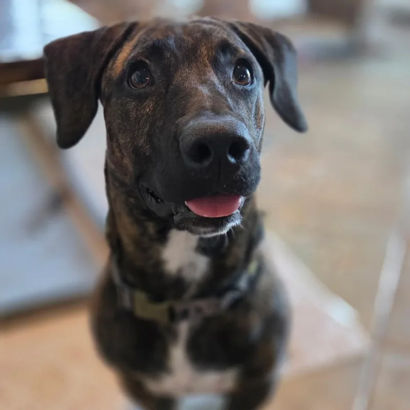 Brewster thumbnail 4