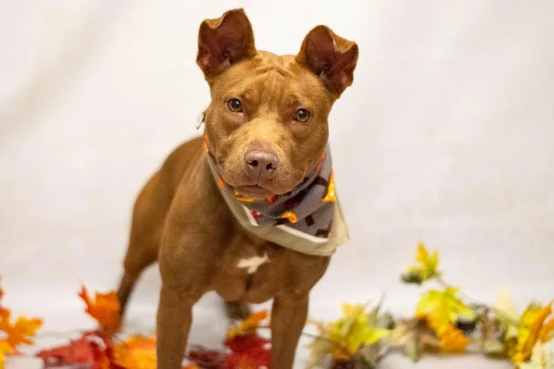 A young medium-sized female Brown / Chocolate Terrier dog named Gucci for adoption in Sanford, FL