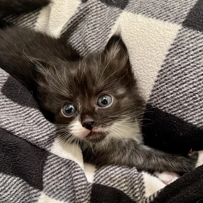 A baby small-sized female Black Domestic Medium Hair cat named Jack for adoption in Morgan Hill, CA
