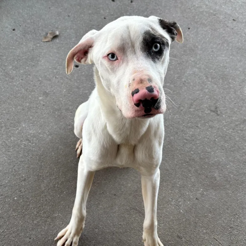 General Mutt thumbnail 2