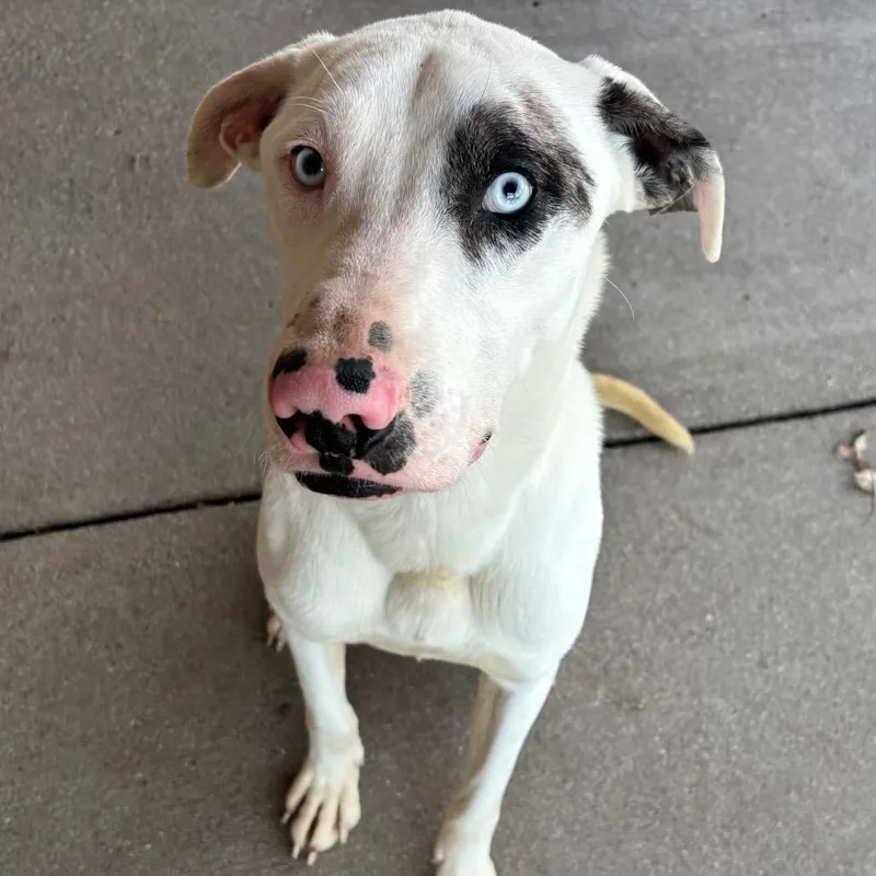 General Mutt thumbnail 3