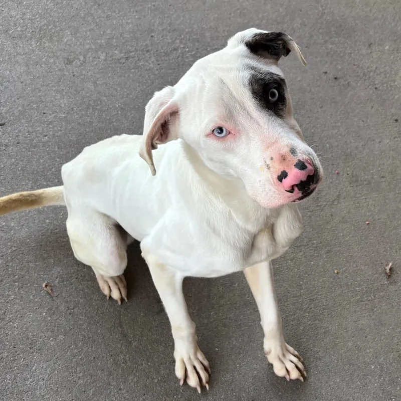 General Mutt thumbnail 4