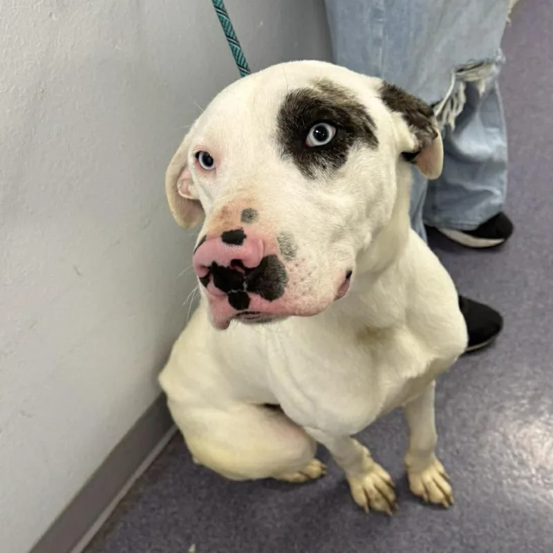 General Mutt thumbnail 5