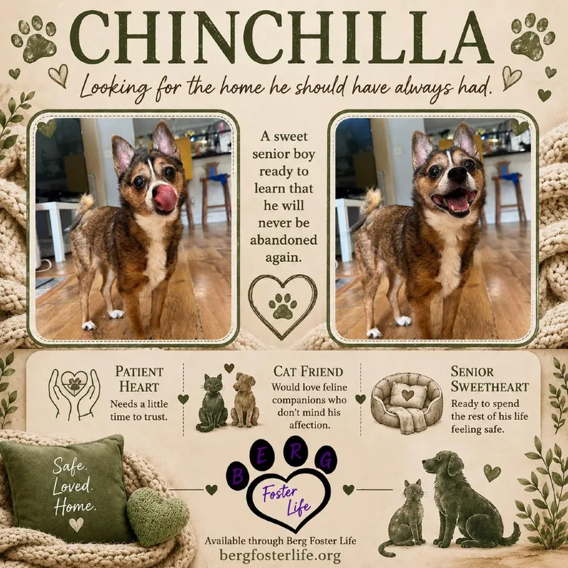 Chinchilla Arriving  D thumbnail 2