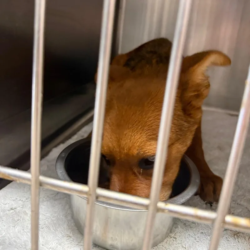 A baby small-sized female Brown / Chocolate Shepherd dog named Cinnamon for adoption in Lake Jackson, TX