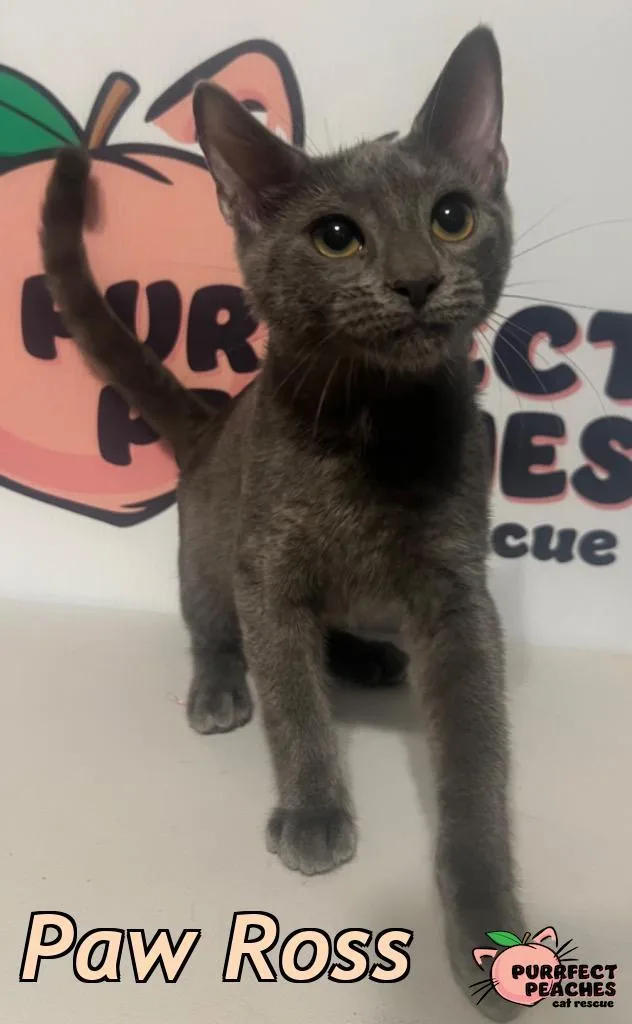 A baby medium-sized male Domestic Short Hair cat named Paw Ross for adoption in Douglasville, GA