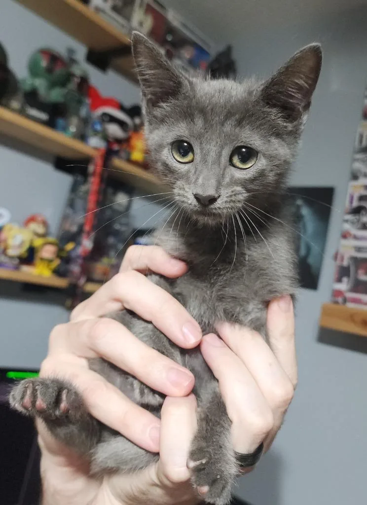 Paw Ross thumbnail 2