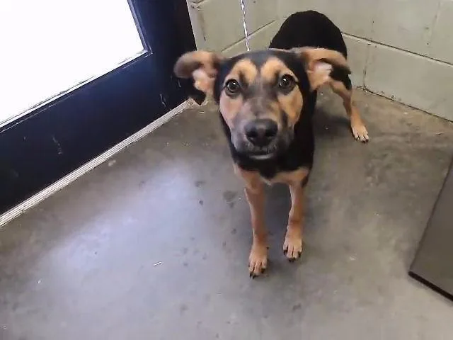 A young small-sized female German Shepherd Dog dog named Sadie for adoption in Tulsa, OK