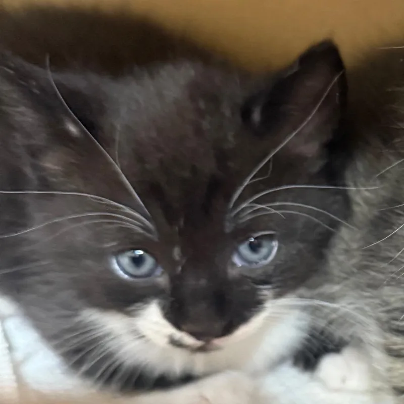 A baby small-sized male Black Domestic Short Hair cat named Ken for adoption in Winston-Salem, NC