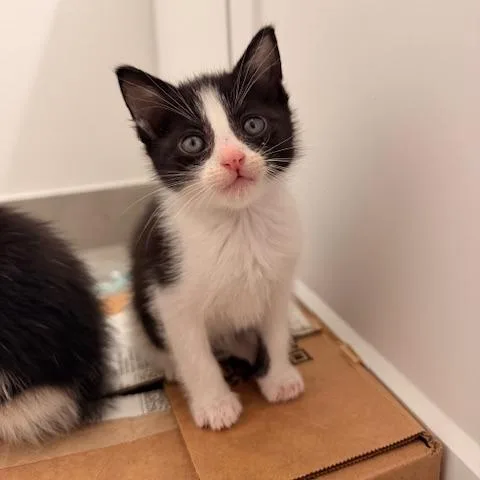 A baby small-sized female Black Domestic Short Hair cat named Zendaya for adoption in Los Angeles, CA