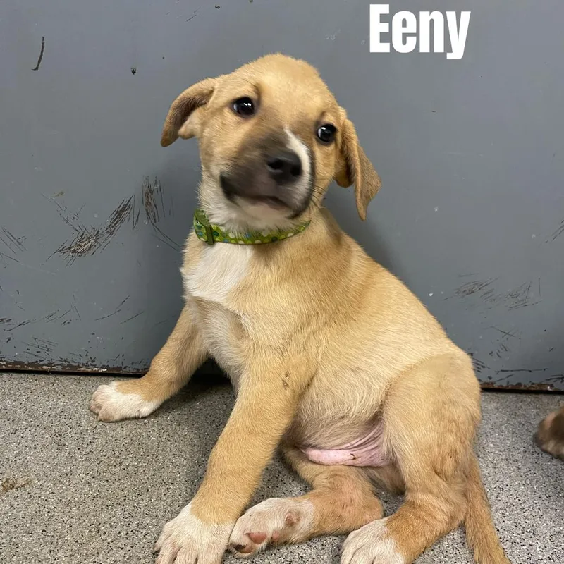 A baby small-sized male Labrador Retriever dog named Eeny for adoption in Oak Ridge, TN