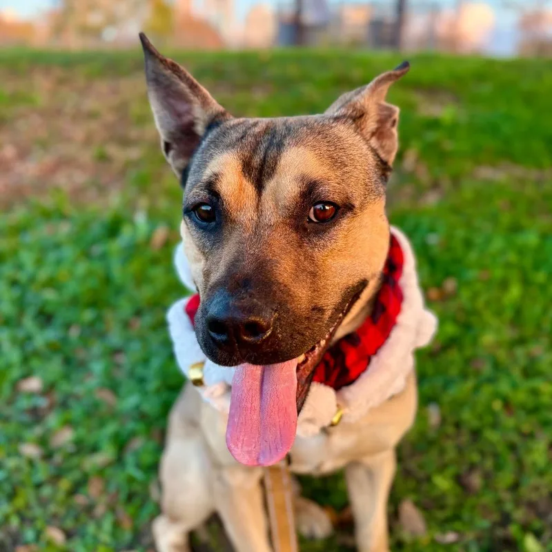 Buck Rogers thumbnail 3