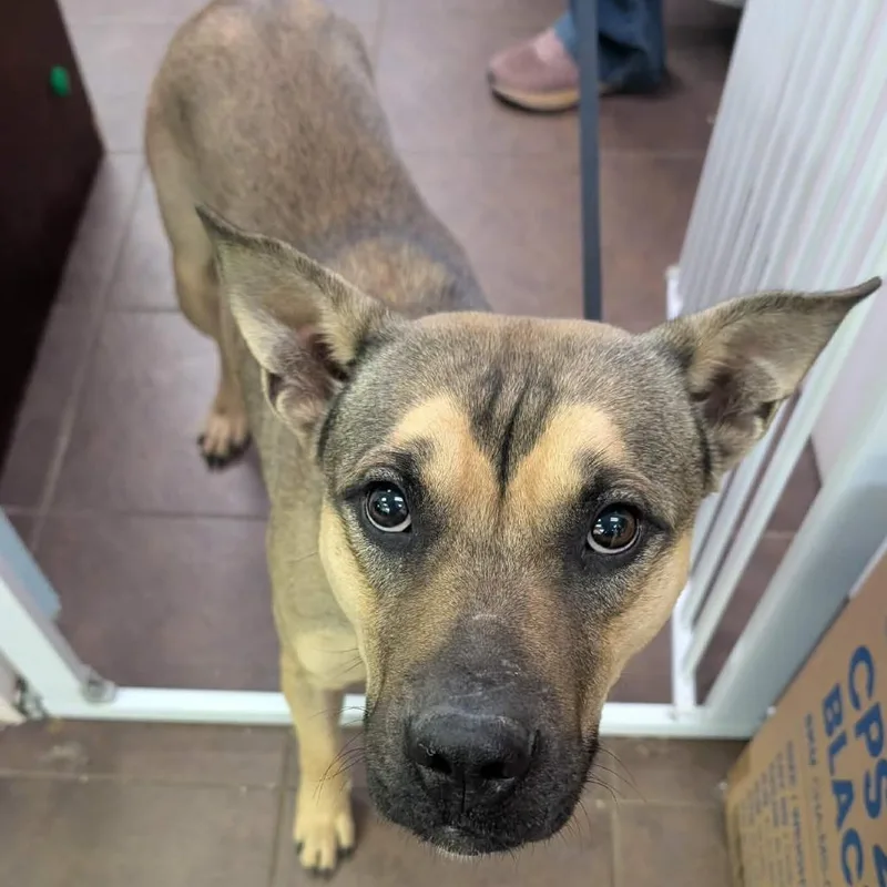 Buck Rogers thumbnail 6