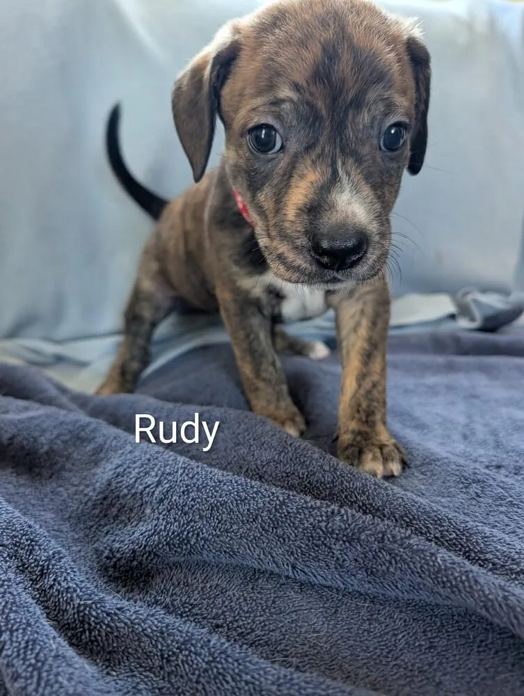 Rudy Gavi thumbnail 4
