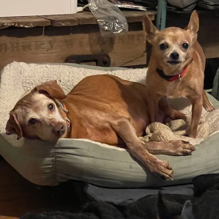 Denzel And Cameron Bonded