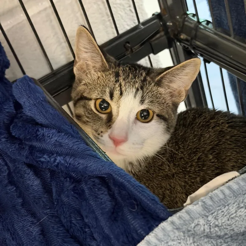 A baby medium-sized male Domestic Short Hair cat named Frogger for adoption in Hampton Bays, NY