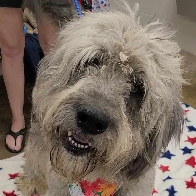 An adult large-sized male Irish Wolfhound dog named Topher for adoption in Woolwich, ME